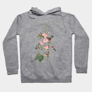 John James Audubon Columbian Humming Bird Hoodie